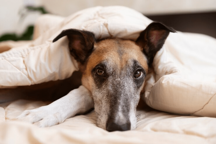 pode dar Floratil para cachorro