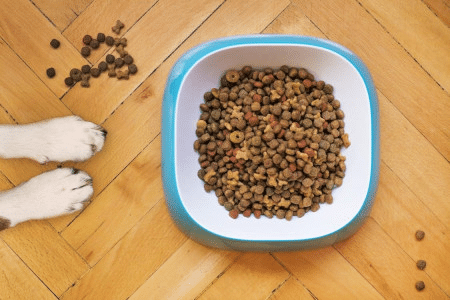 Mudanças na alimentação para promover qualidade de vida dos cães idosos