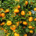 Frutas que iniciam com a letra V