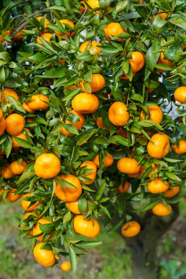 Frutas que iniciam com a letra V
