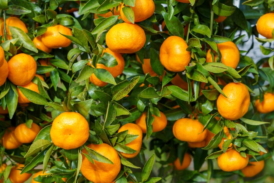 Frutas que iniciam com a letra V