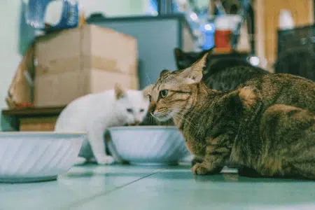 Planejamento alimentar para quem tem mais de um pet em casa