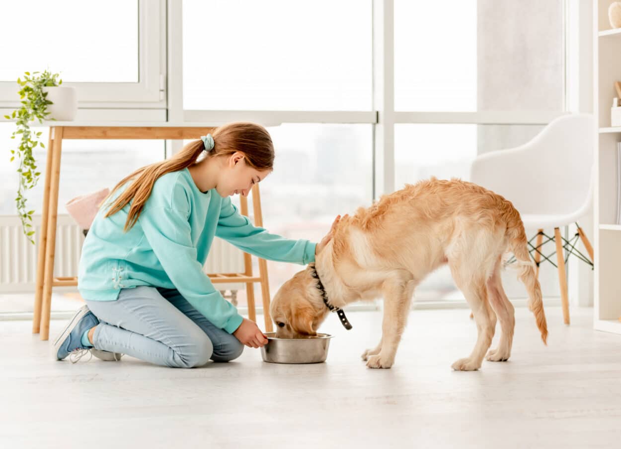 Quando e como oferecer petiscos na rotina do seu animal