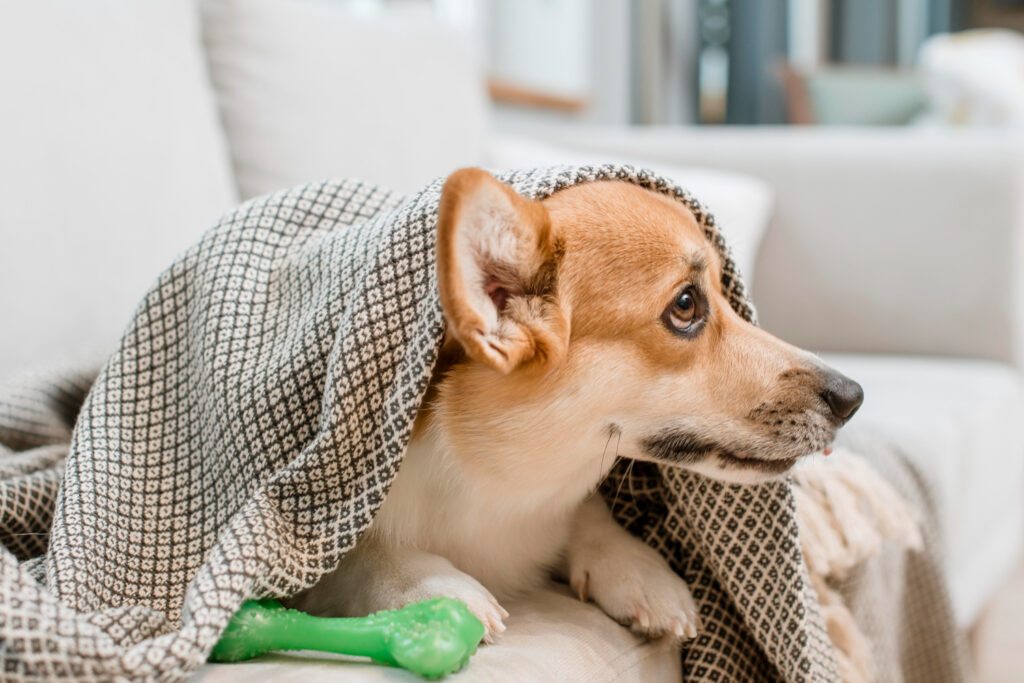 Como as doenças crônicas mudam a rotina dos cães