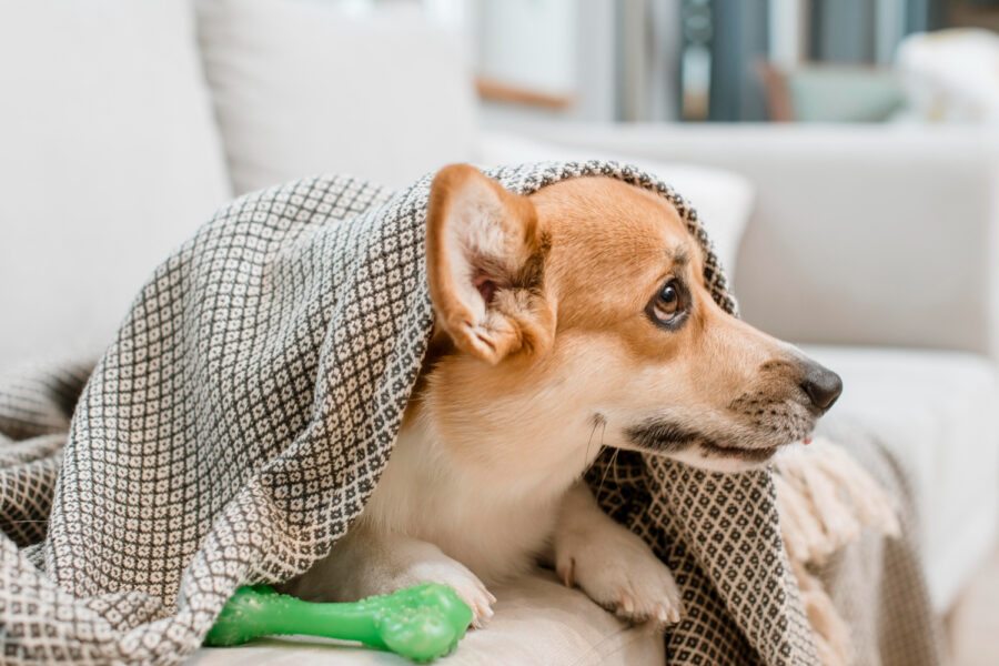 Como as doenças crônicas mudam a rotina dos cães