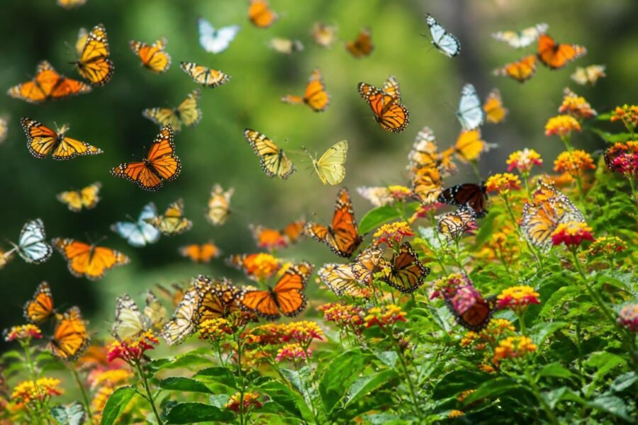 Um grande grupo de borboletas coloridas voando entre flores e folhas verdes em um ambiente natural durante o dia.