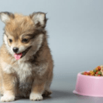 Por que meu cachorro filhote não quer comer ração?