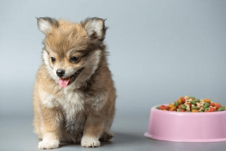 Por que meu cachorro filhote não quer comer ração?